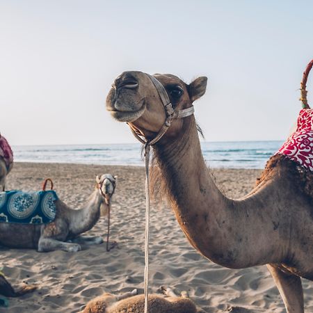 Iberostar Waves Saidia Hotel Ngoại thất bức ảnh Arabian camels on the beach in Agadir, Morocco
