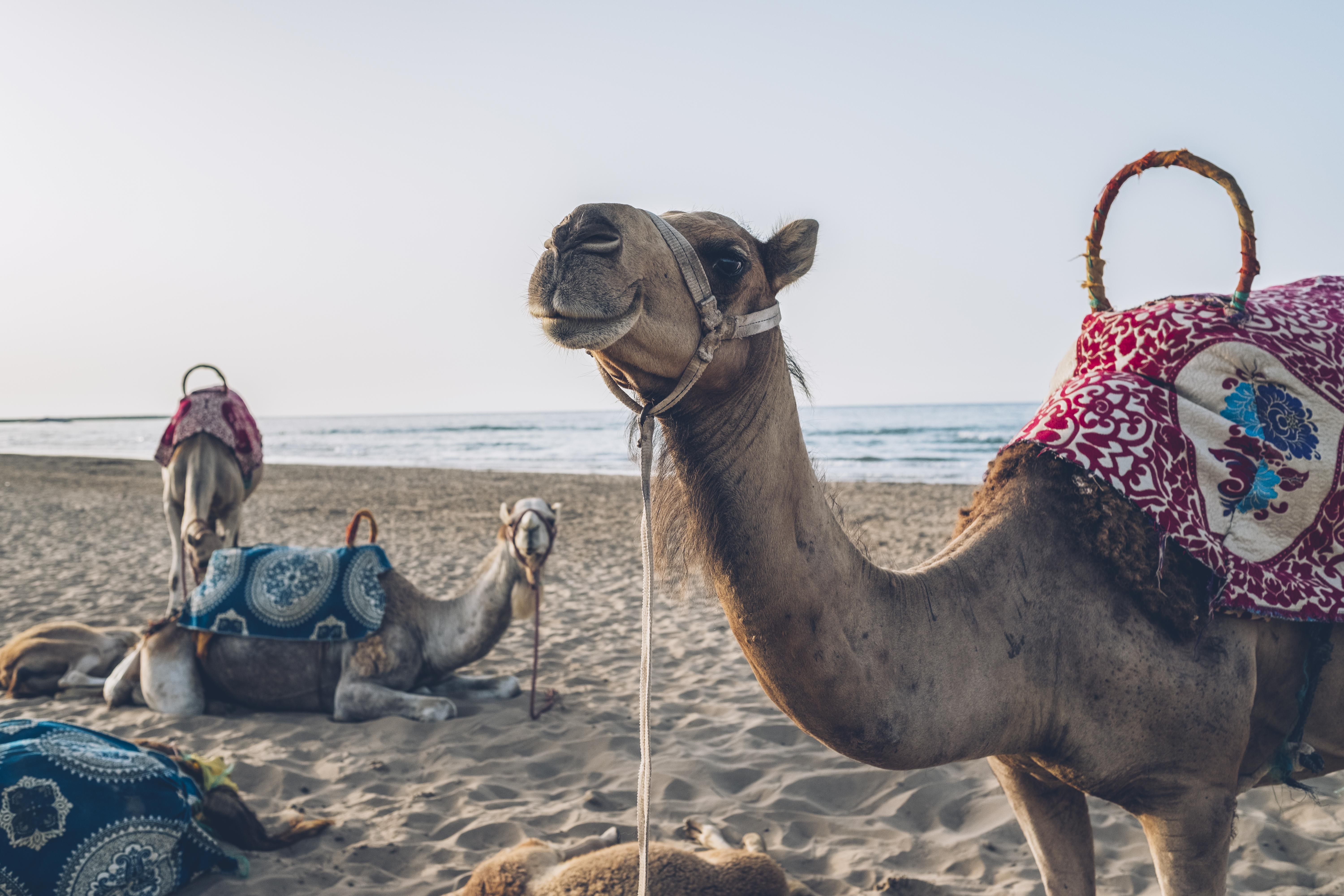 Iberostar Waves Saidia Hotel Ngoại thất bức ảnh Arabian camels on the beach in Agadir, Morocco